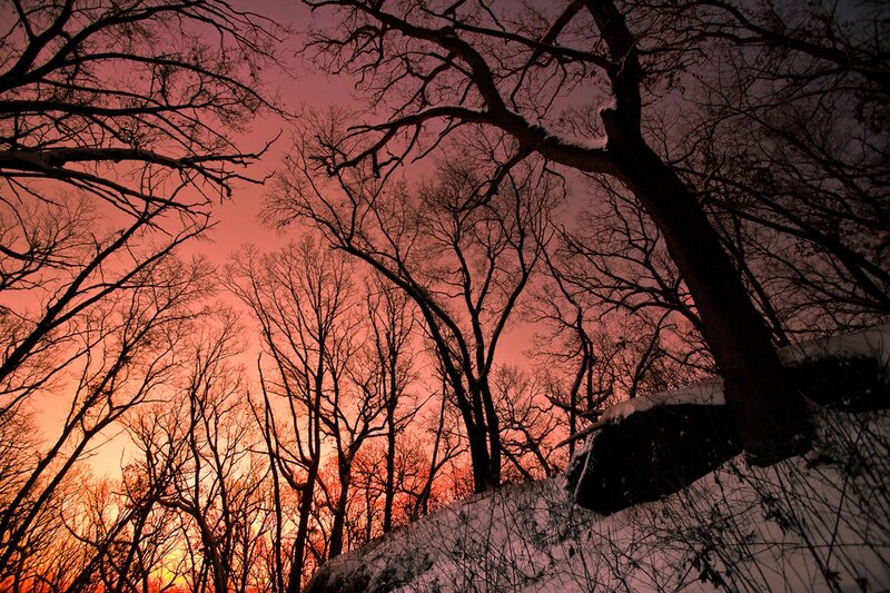 Bare Trees in Winter — Red