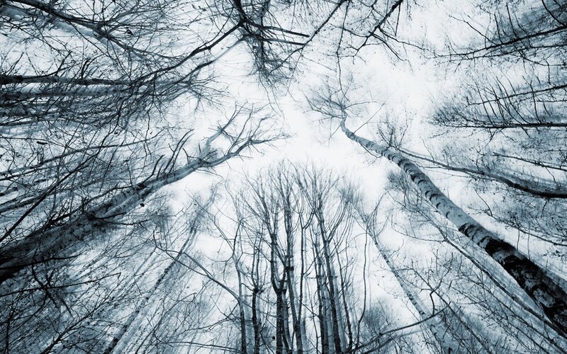 Bare Trees in Winter — White