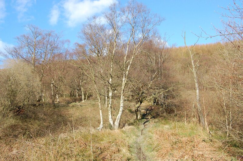 Bare trees on a forest path