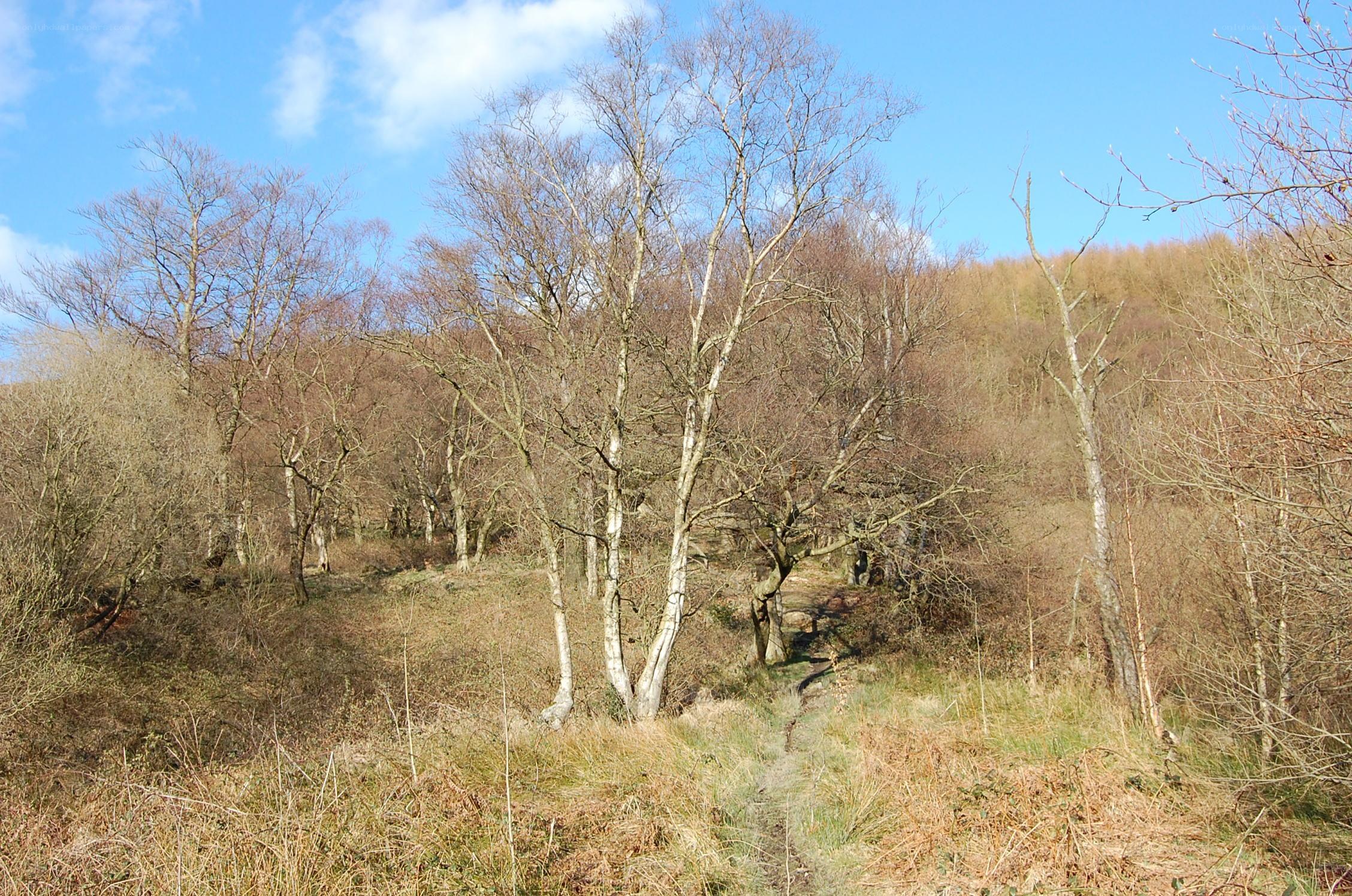 Bare trees on a forest path