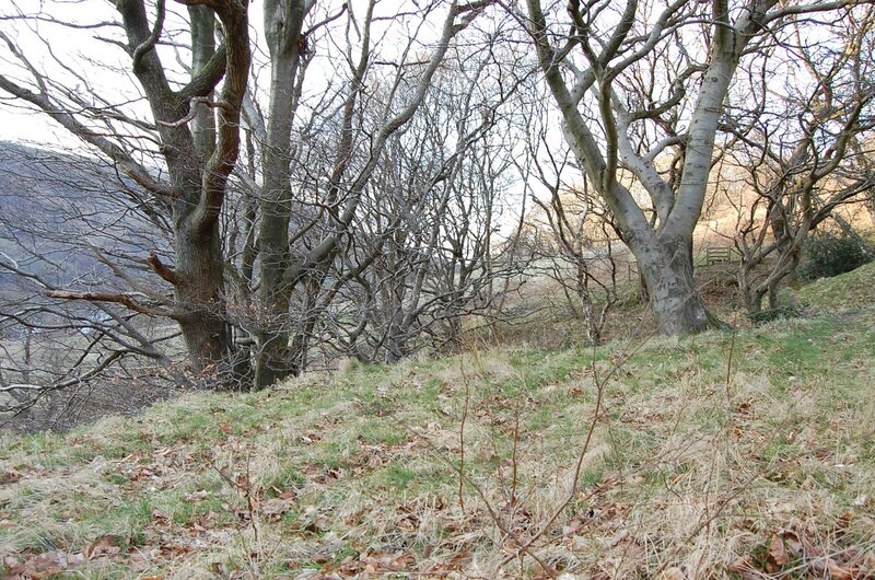 Bare trees on a grassy hillside