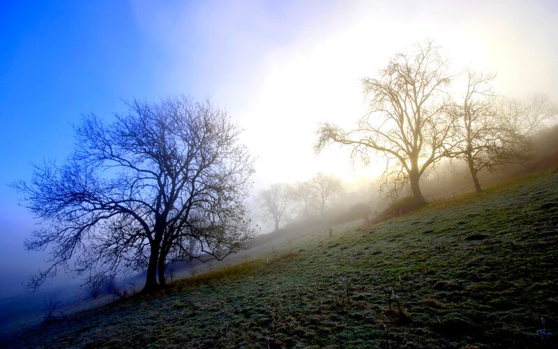 Bare Trees on a Hill — Blue