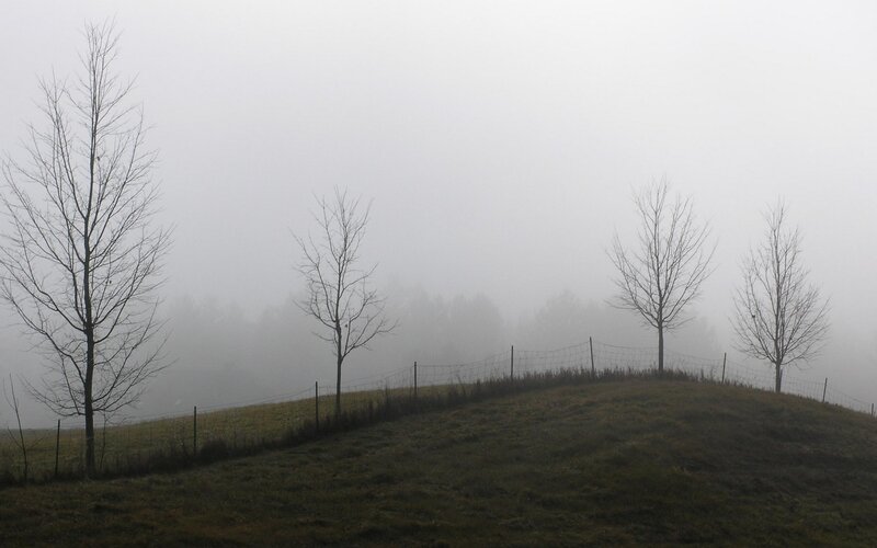 Bare Trees on a Hill — Gray, Misty, Morning