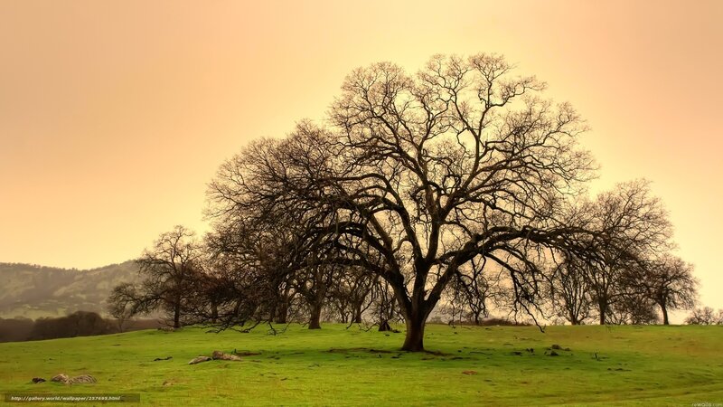 Bare Trees on a Hill — Green, Serene