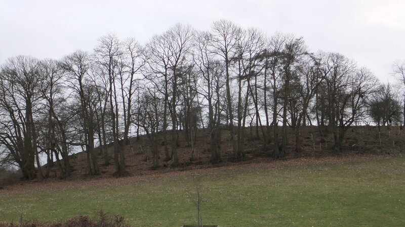 Bare Trees on a Hill — Green