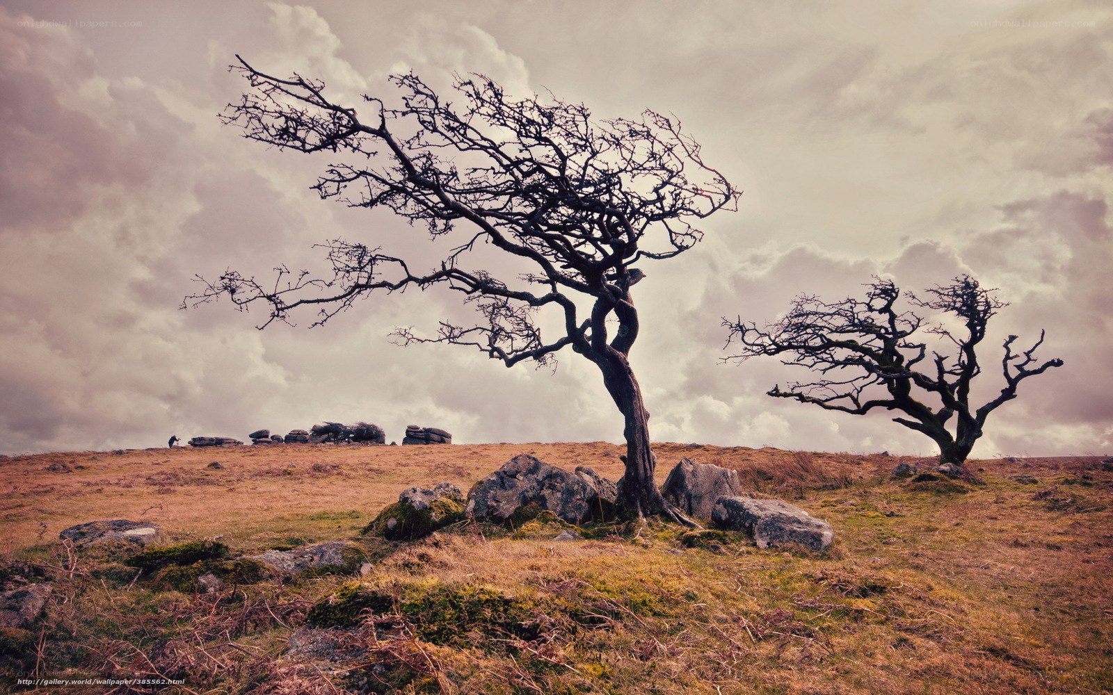 Bare trees on a hill