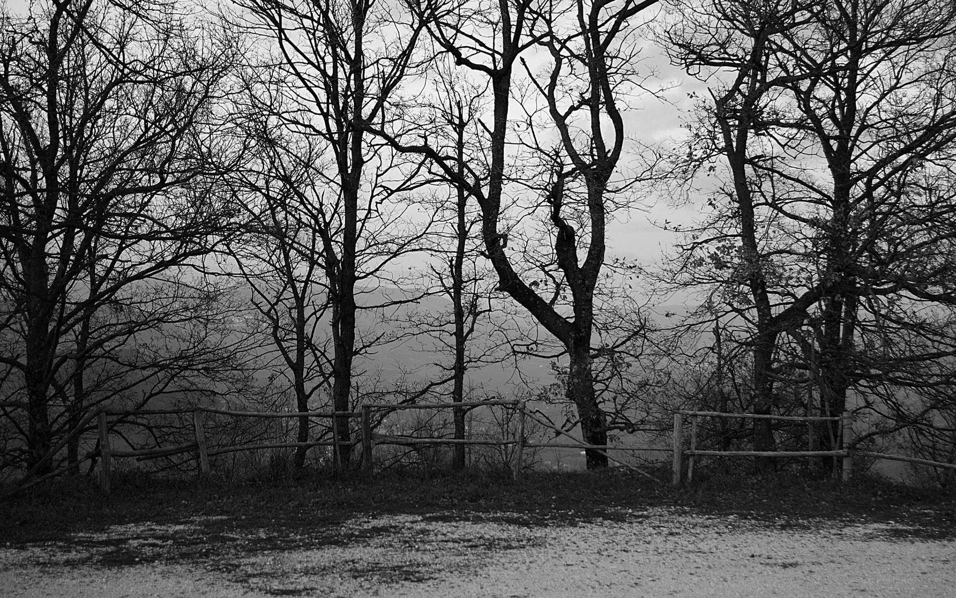 Bare trees on a hillside