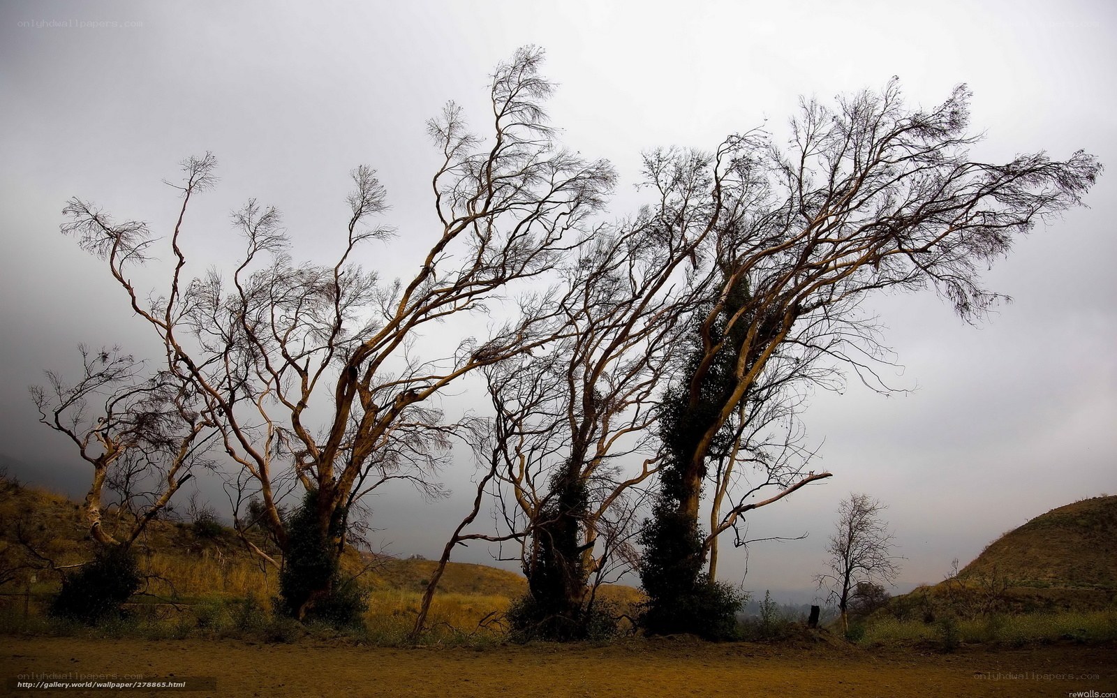Bare trees on a hillside