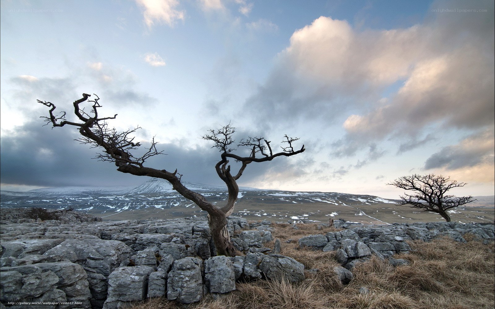 Bare trees on a rocky hillside