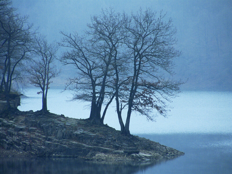 Bare Trees on a Rocky Shore