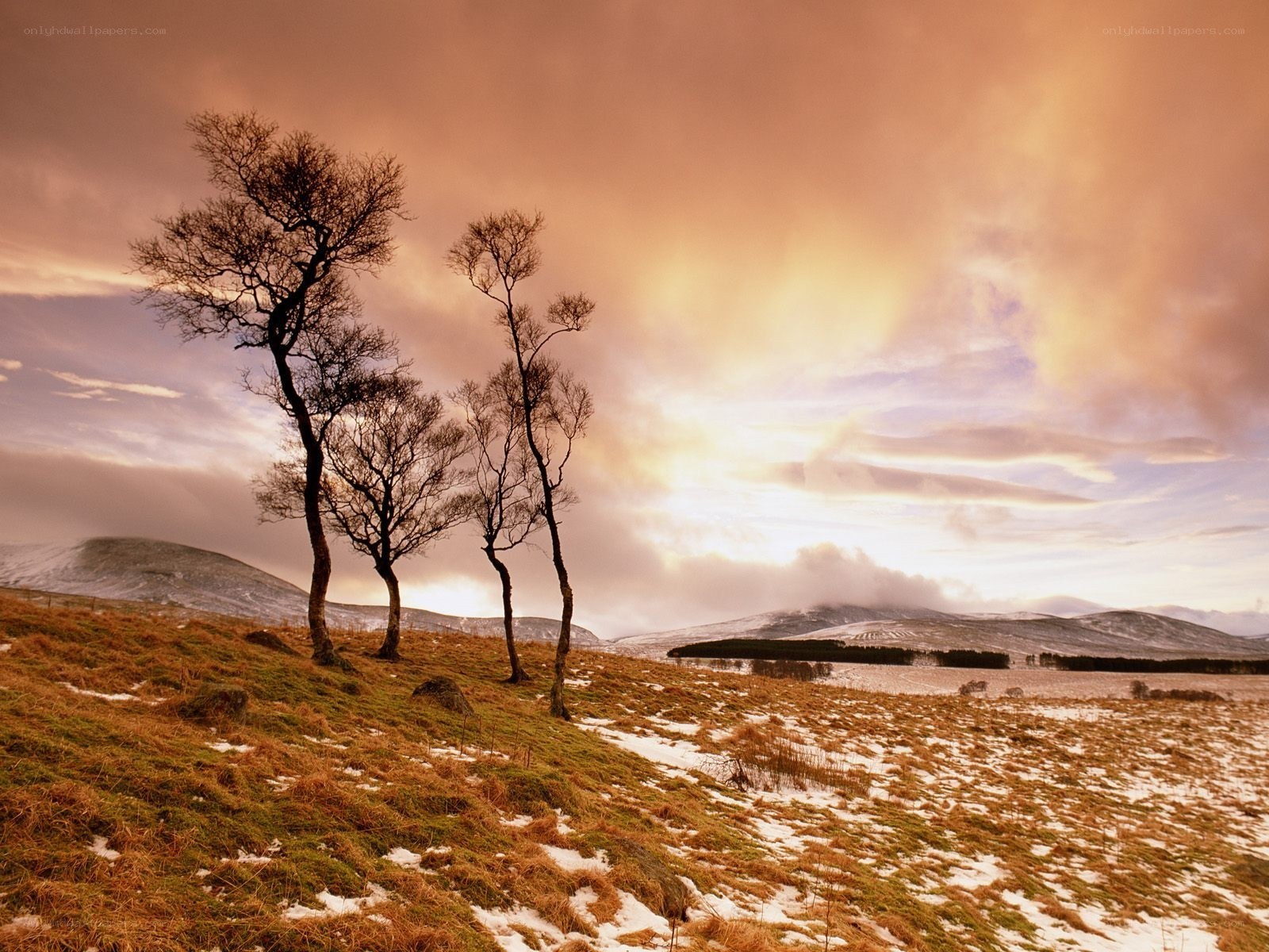Bare trees on a snowy hill