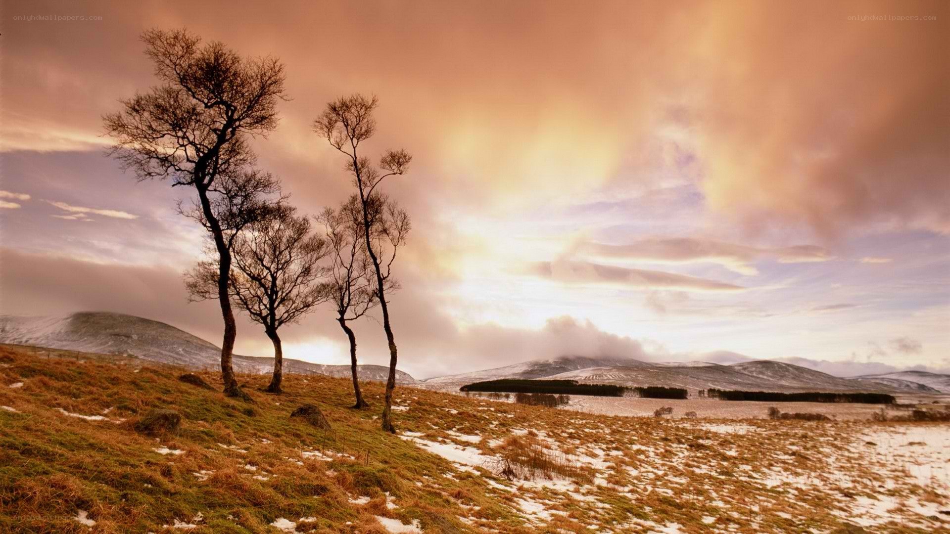 Bare trees on a snowy hill