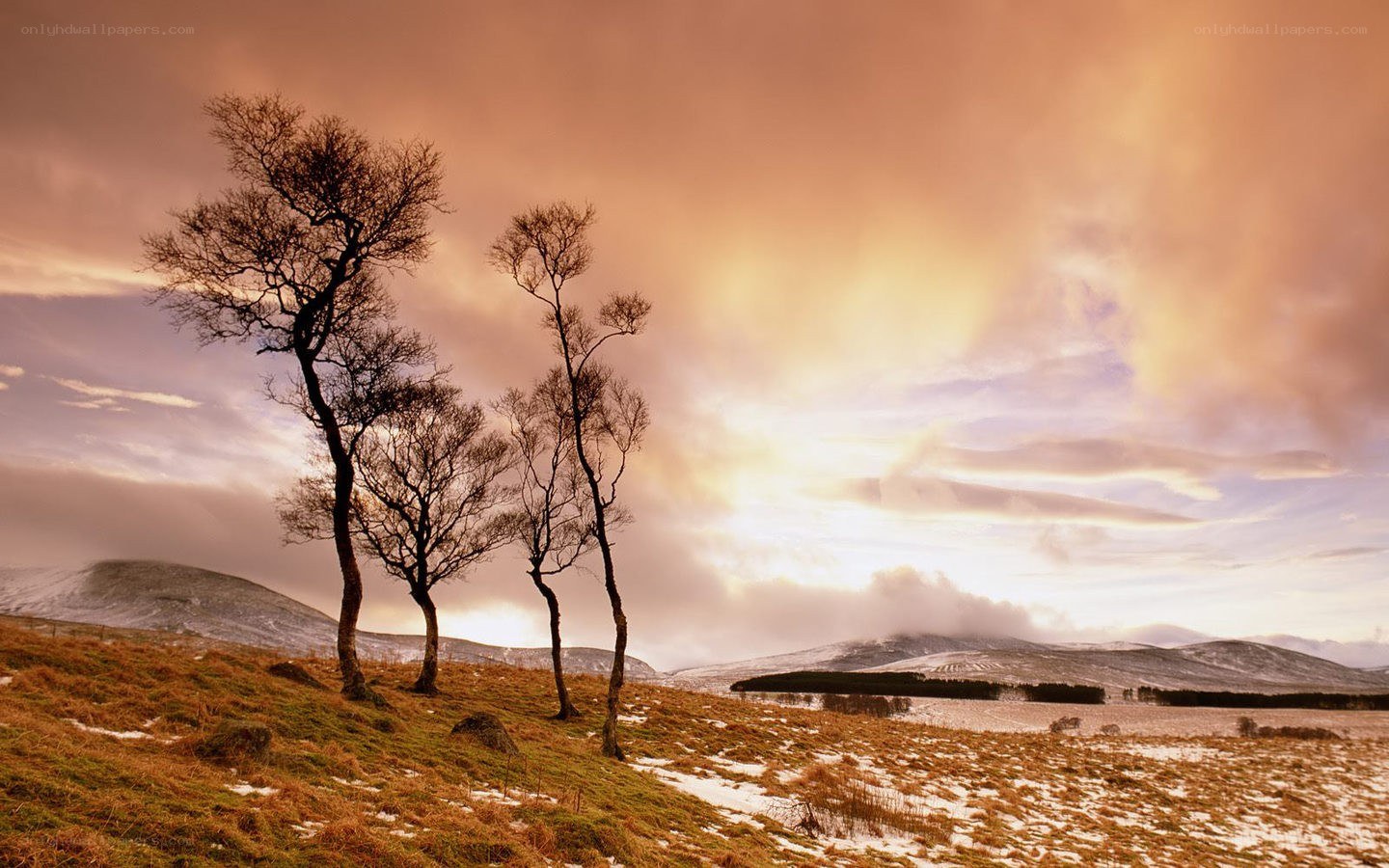 Bare trees on a snowy hill