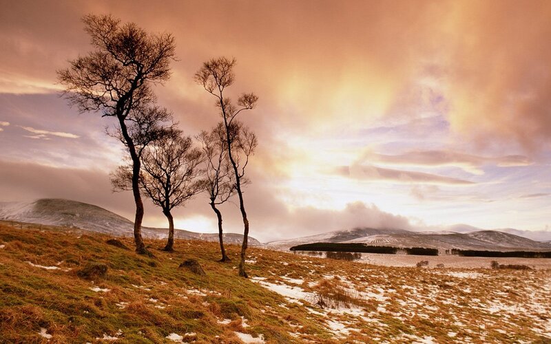 Bare trees on a snowy hill
