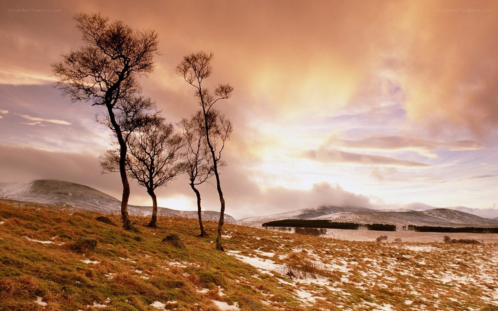 Bare trees on a snowy hill