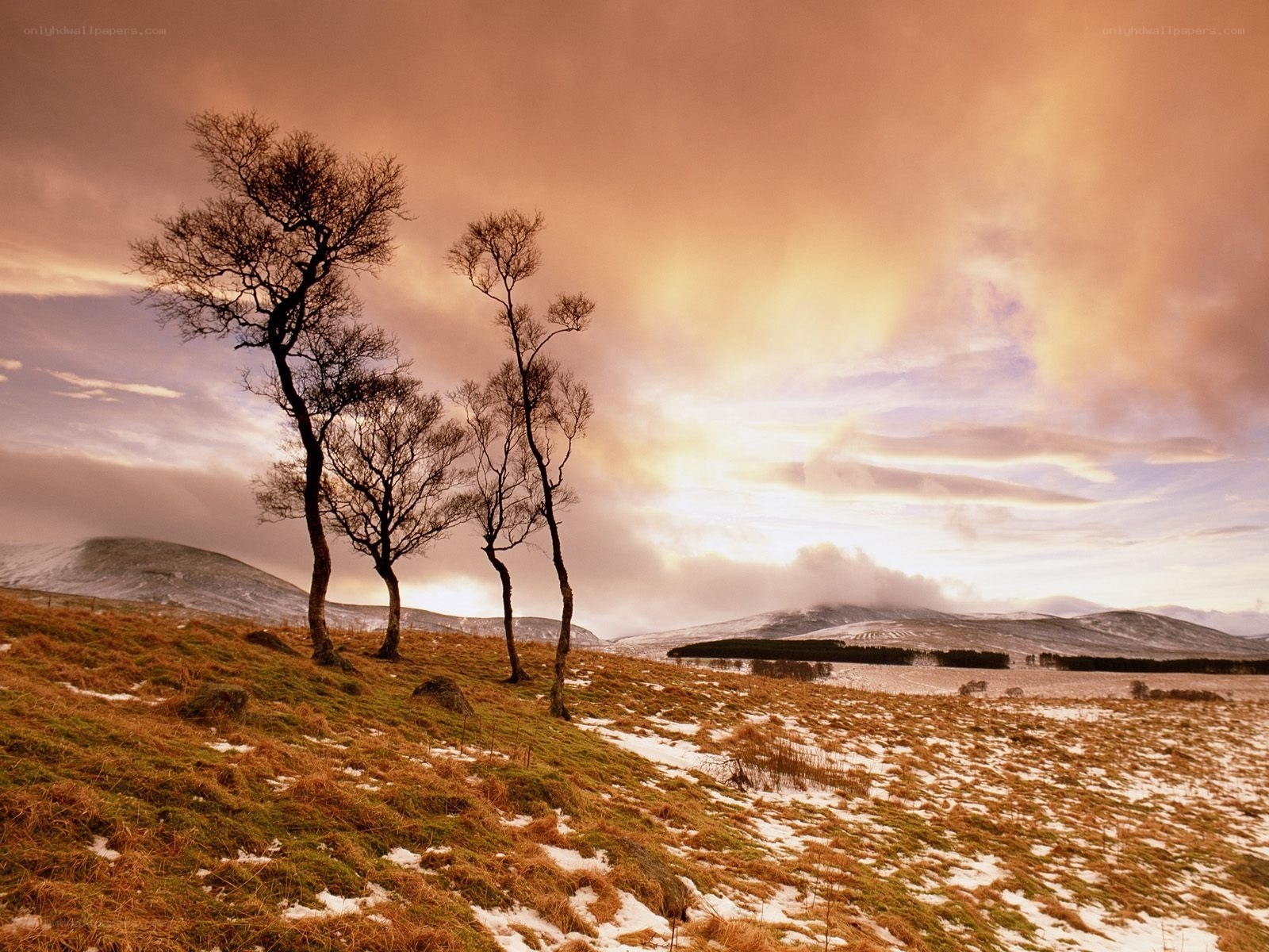 Bare trees on a snowy hill