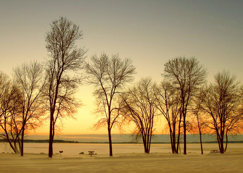 Bare Trees on Frozen Lake