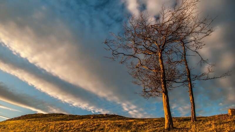 Bare Trees on Hill — Blue