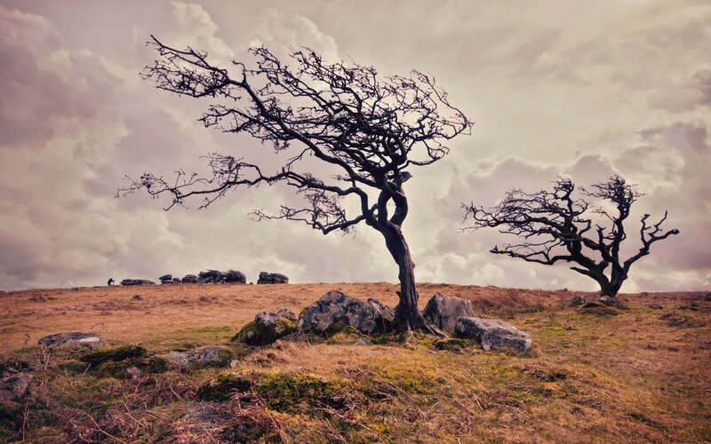Bare Trees on Hill — Brown
