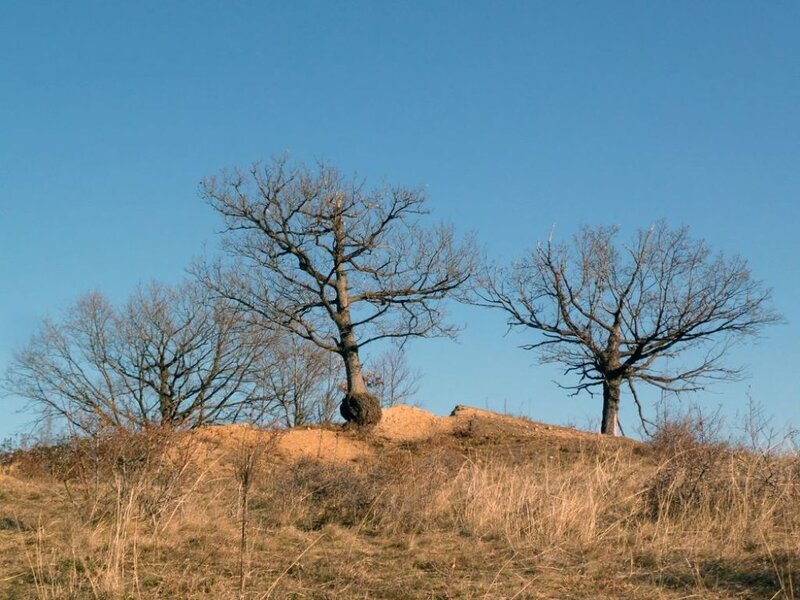 Bare Trees on Hill