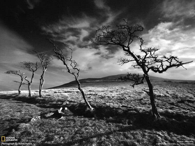 Bare Trees on Hillside — Black, Dramatic