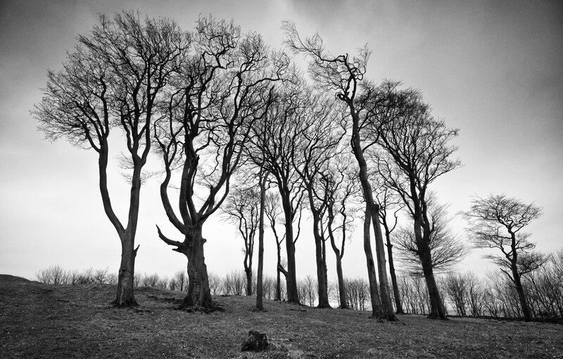 Bare Trees on Hillside — Black