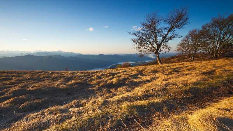 Bare Trees on Hillside — Blue, Serene, Morning