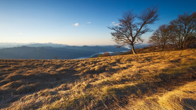 Bare Trees on Hillside — Blue, Serene