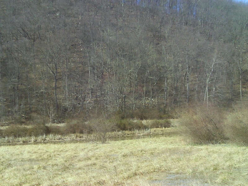 Bare Trees on Hillside — Brown, Calm