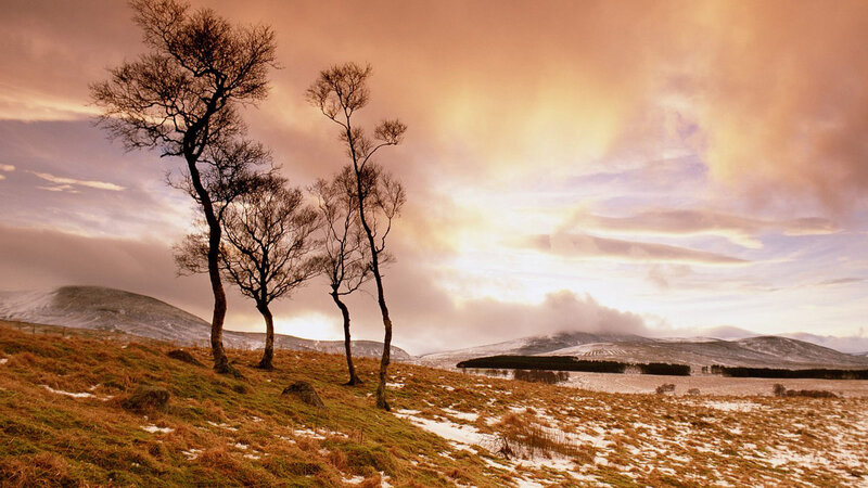 Bare Trees on Hillside — Brown, Dramatic