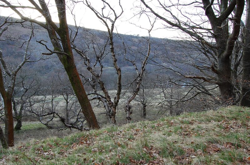 Bare Trees on Hillside — Brown, Dreary