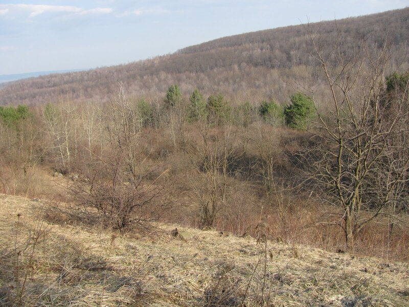 Bare Trees on Hillside — Brown