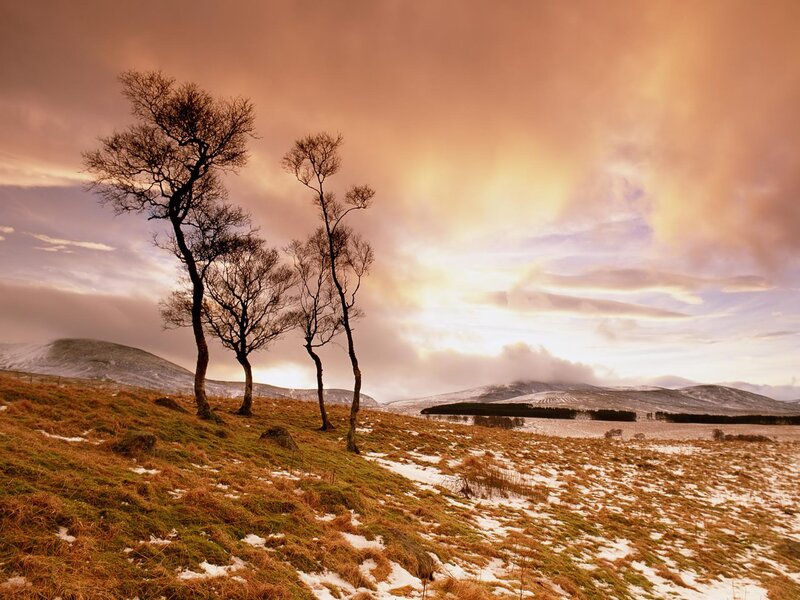 Bare Trees on Hillside — Orange, Dramatic