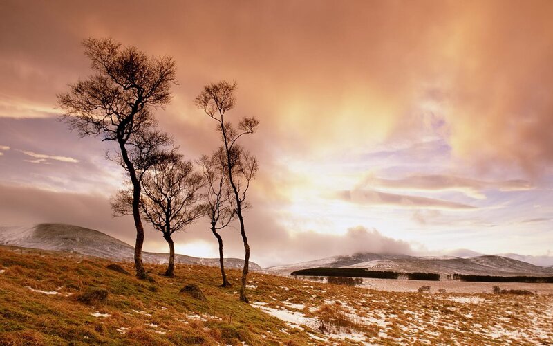 Bare Trees on Hillside — Orange, Dramatic, Winter, Photograph