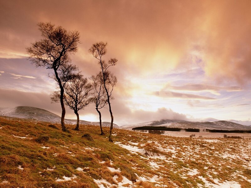 Bare Trees on Hillside — Orange, Dramatic, Winter