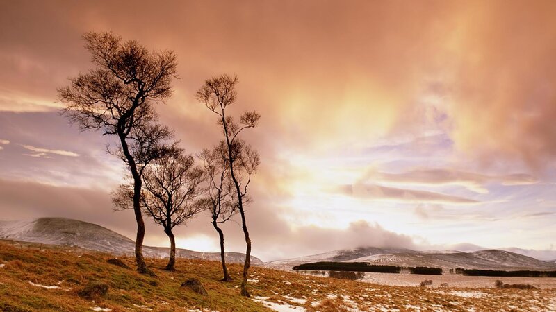 Bare Trees on Hillside — Orange