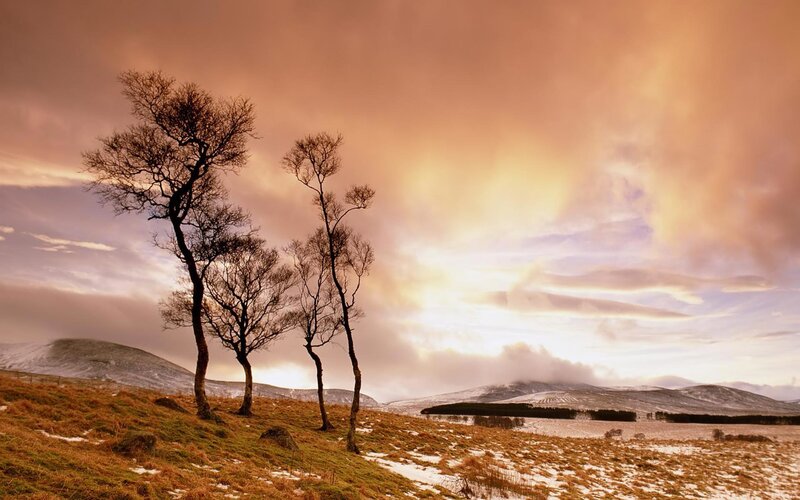 Bare Trees on Hillside