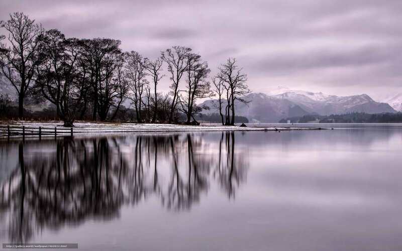 Bare Trees on Lake Shore — Purple