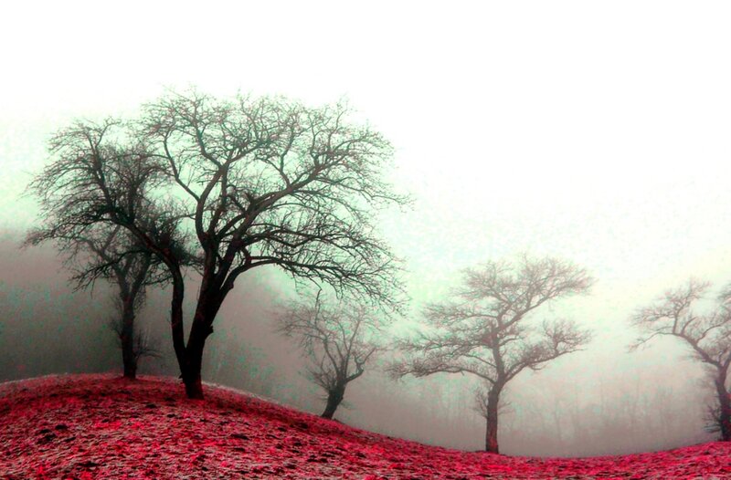 Bare Trees on Red Hill