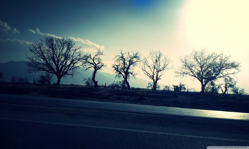 Bare Trees on Roadside