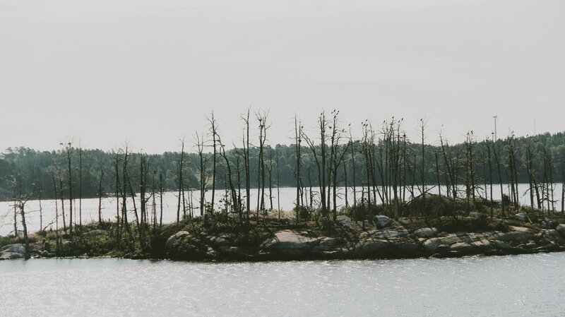 Bare Trees on Rocky Island