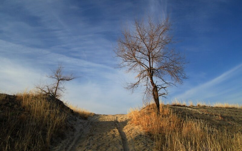 Bare Trees on Sand Dunes
