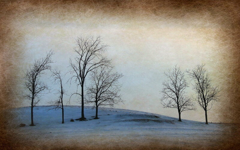Bare Trees on Snowy Hill — Brown