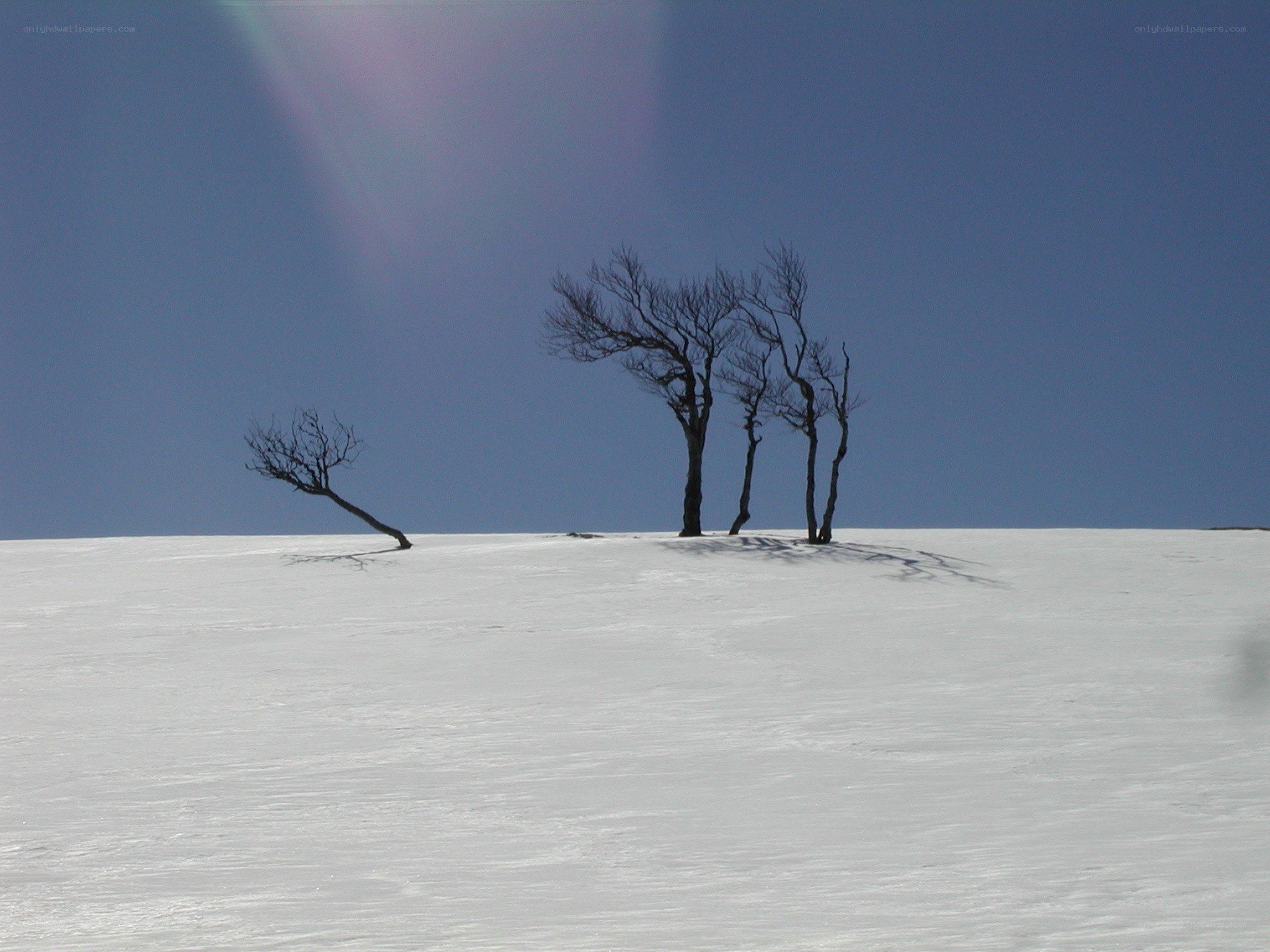 Bare trees on snowy hill