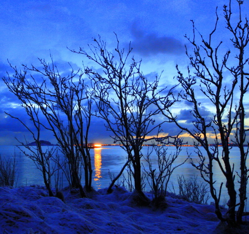 Bare Trees on Snowy Shore