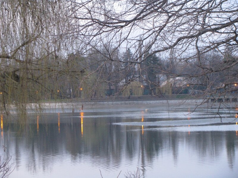Bare Trees over Pond