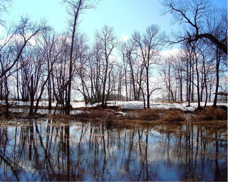 Bare trees reflect in spring pond