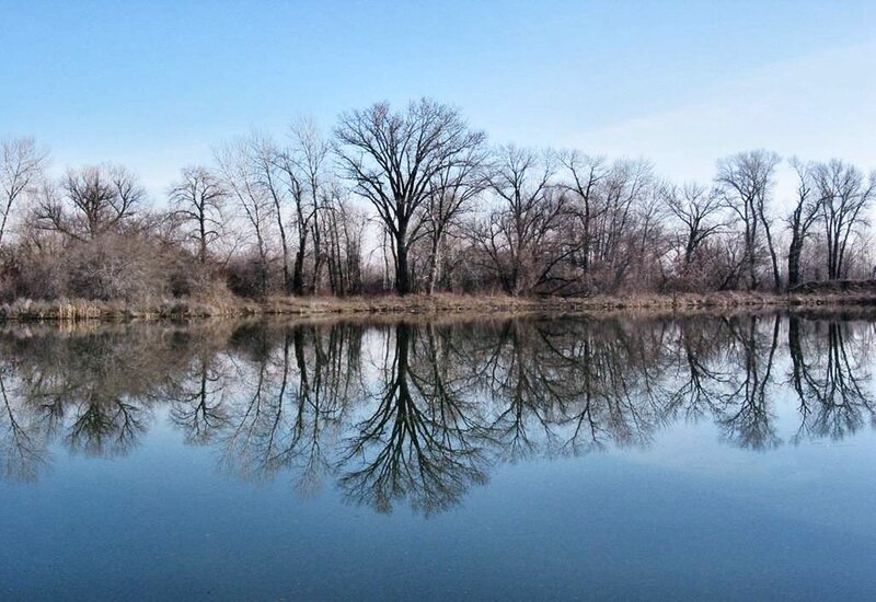 Bare Trees Reflected in Water