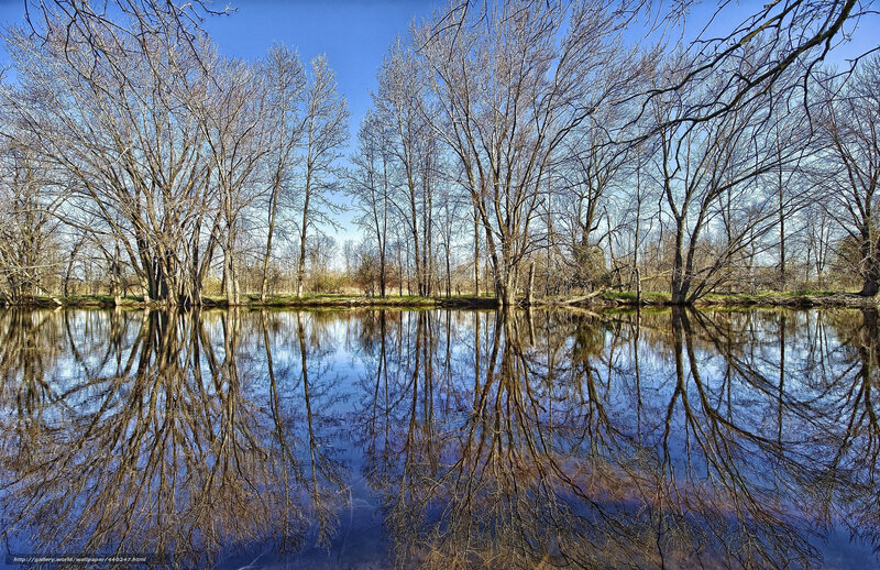 Bare Trees Reflecting in a River