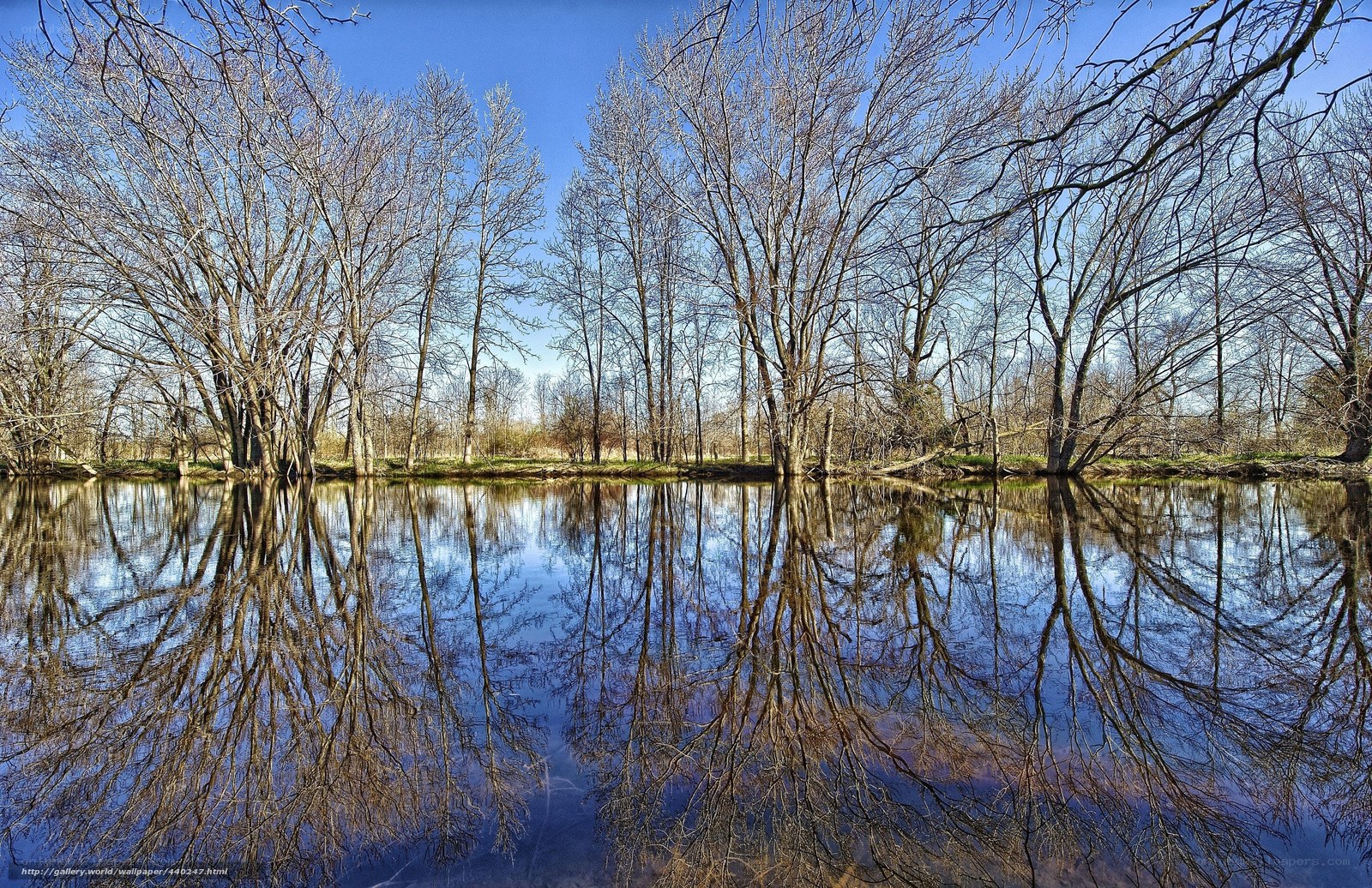 Bare Trees Reflecting in a River